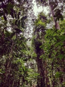 Photo of trees